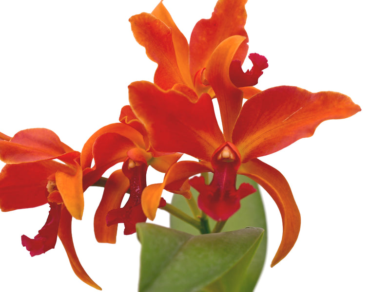 Cattlianthe Michael Riley