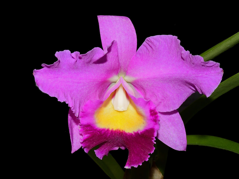 Cattlianthe Tayos