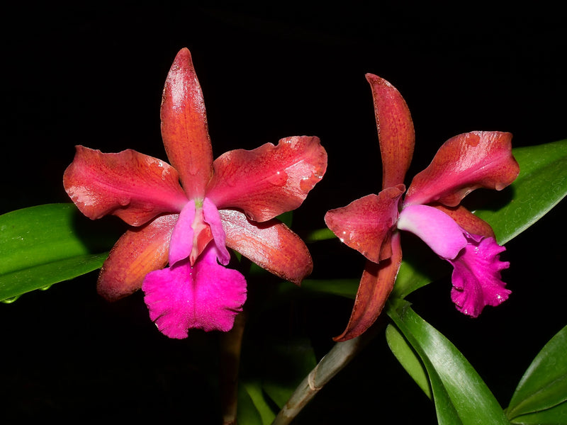 Cattlianthe Vito Munoz