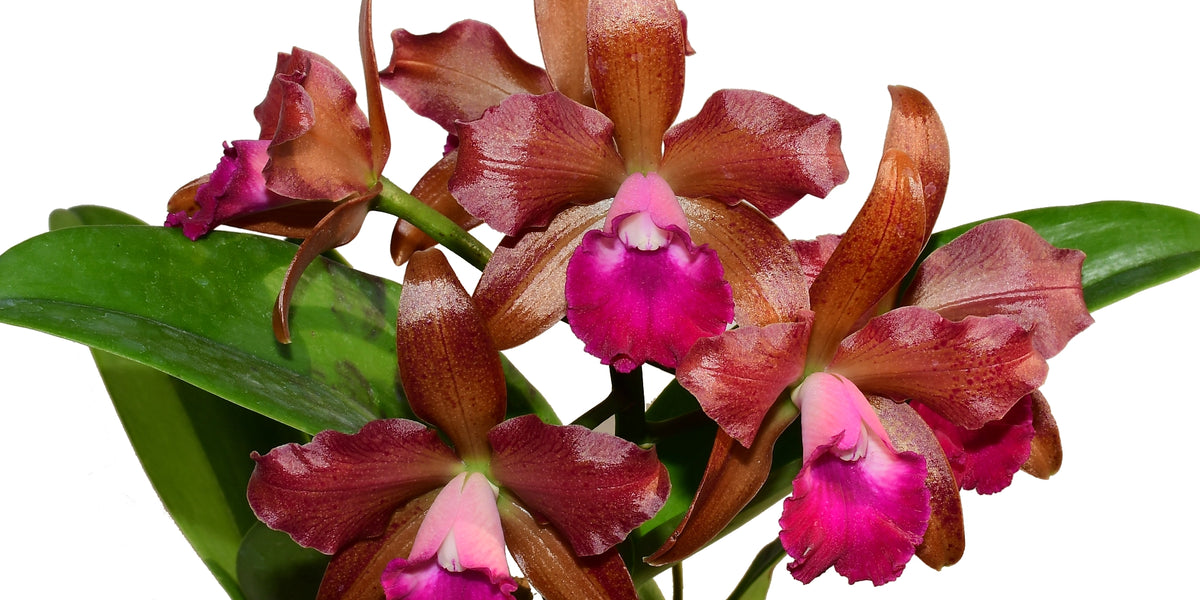 Cattlianthe Vito Munoz — Ecuagenera Orquídeas del Ecuador