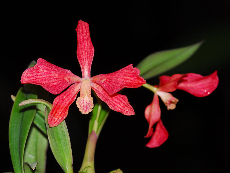 Catyclia Betsy Portilla