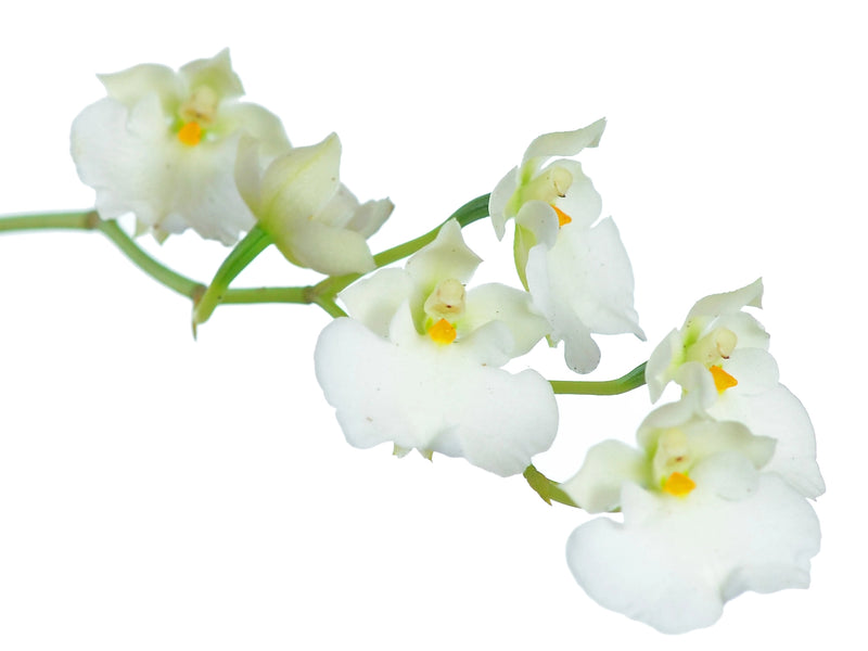 Caucaea nubigena alba