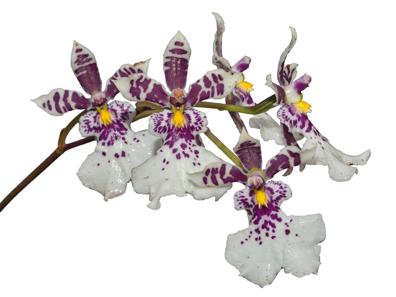 Caucaea phalaenopsis