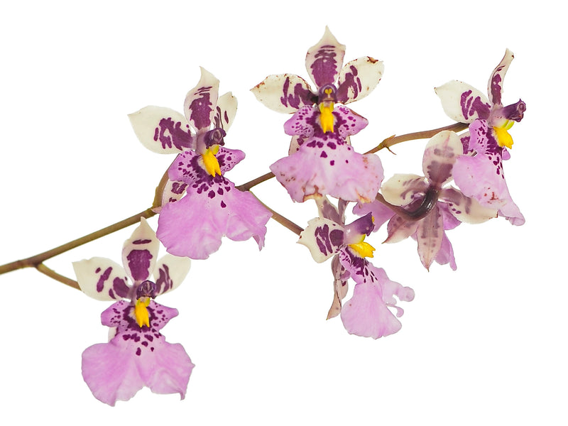 Caucaea phalaenopsis 'pink'