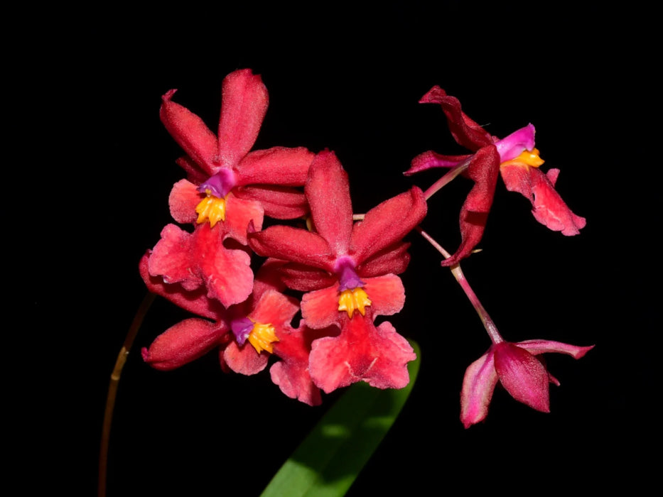 Caucidium Memoria Maria Bani