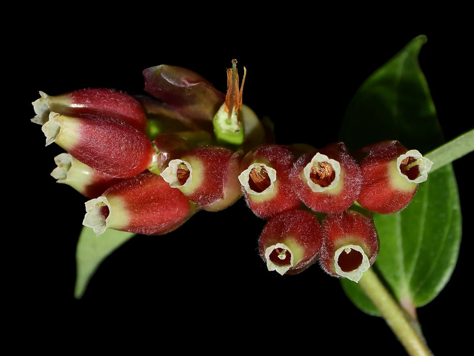 Cavendishia bracteata