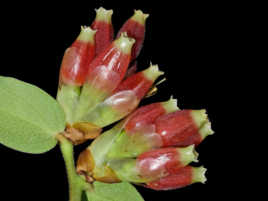 Cavendishia bracteata