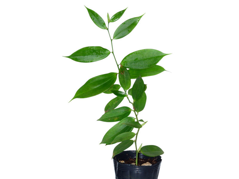 Cavendishia engleriana Hoerold var. engleriana