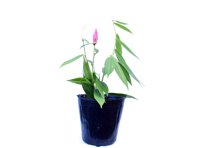 Cavendishia nobilis