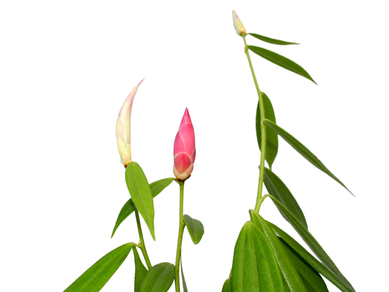 Cavendishia nobilis