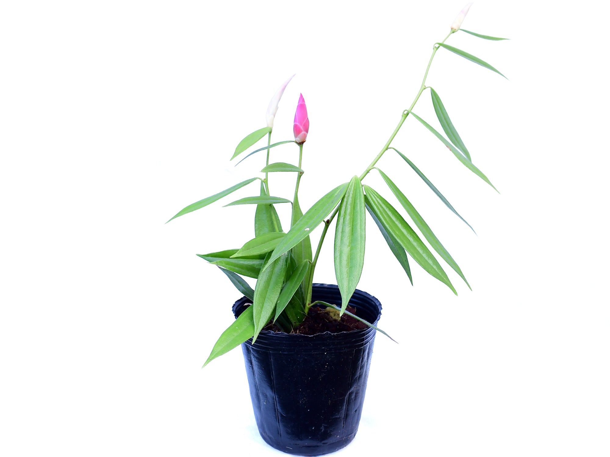 Cavendishia nobilis