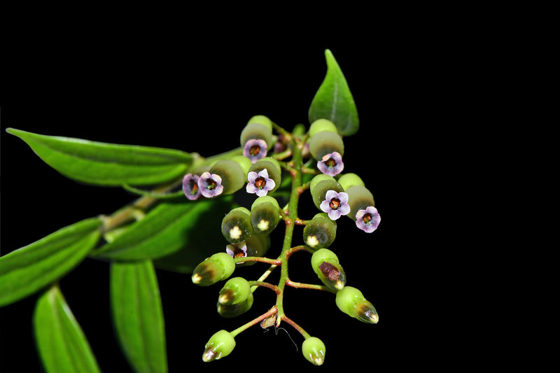 Cavendishia isernii var. ecuagenera