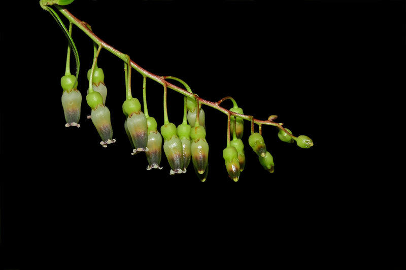 Cavendishia isernii var. ecuagenera