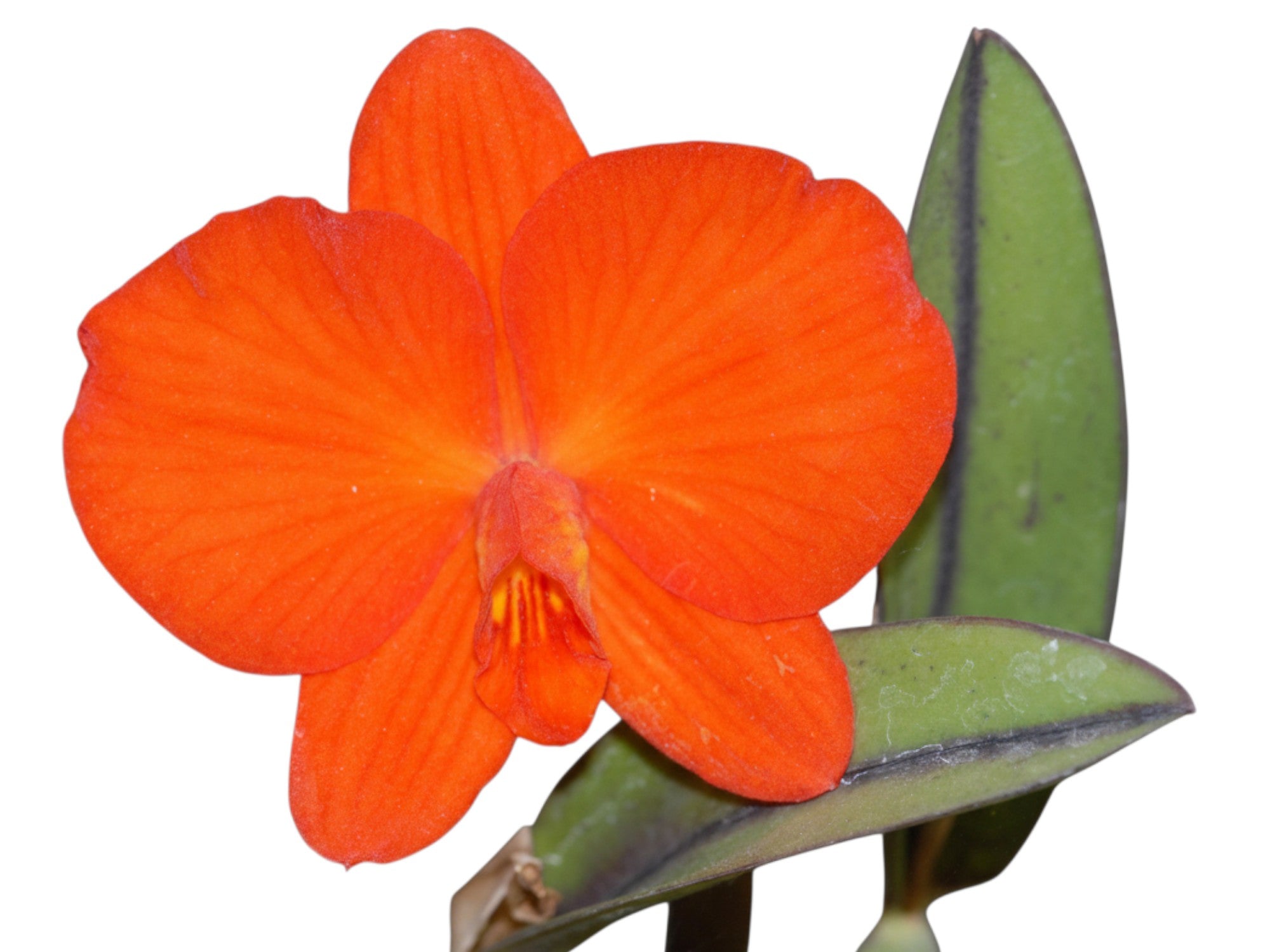 Cattleya coccinea 'Tokio'