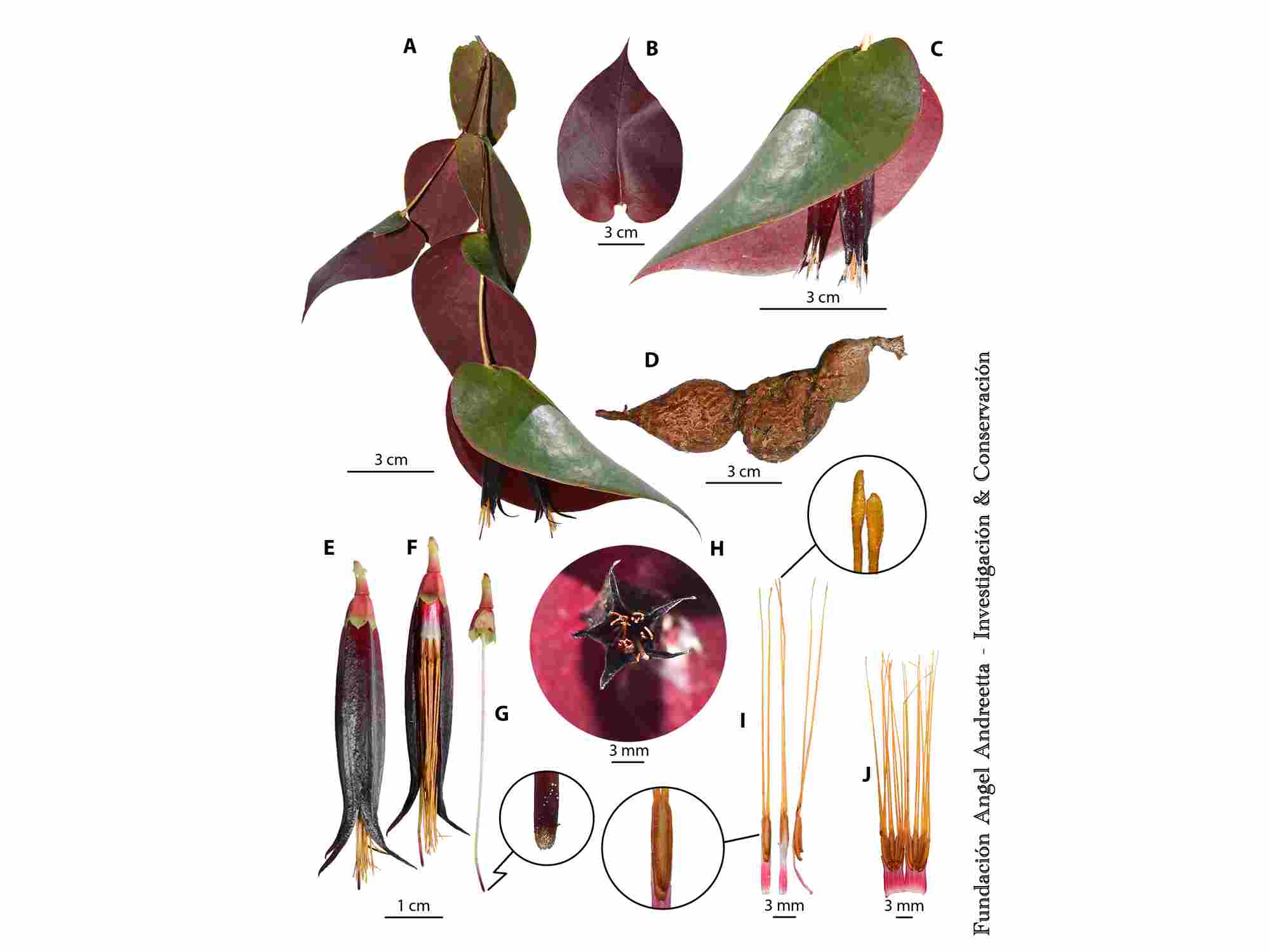 Ceratostema ingridportillae — Ecuagenera Orquídeas del Ecuador