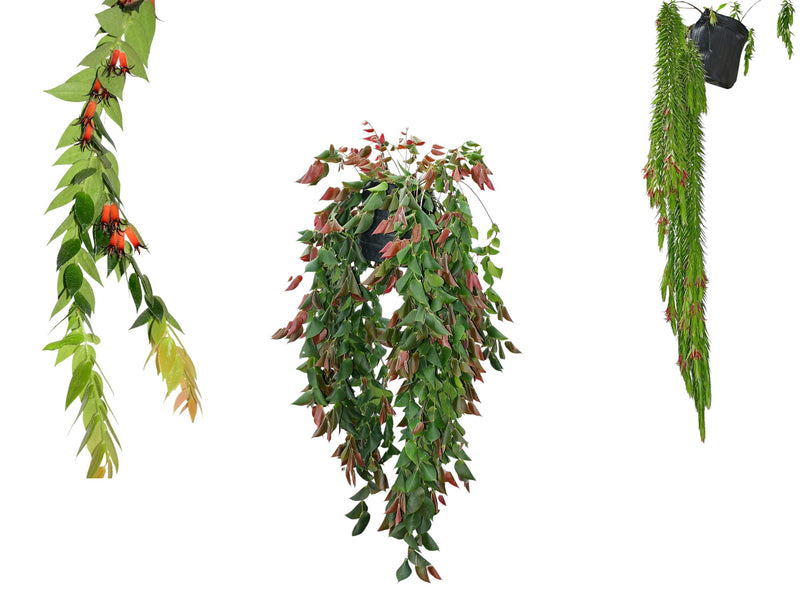 Ceratostema Bundle