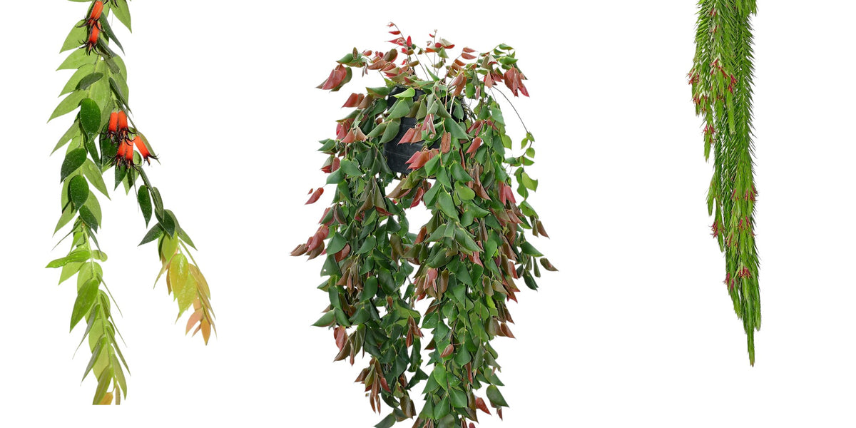 Ceratostema_Bundle_1200x600_cr