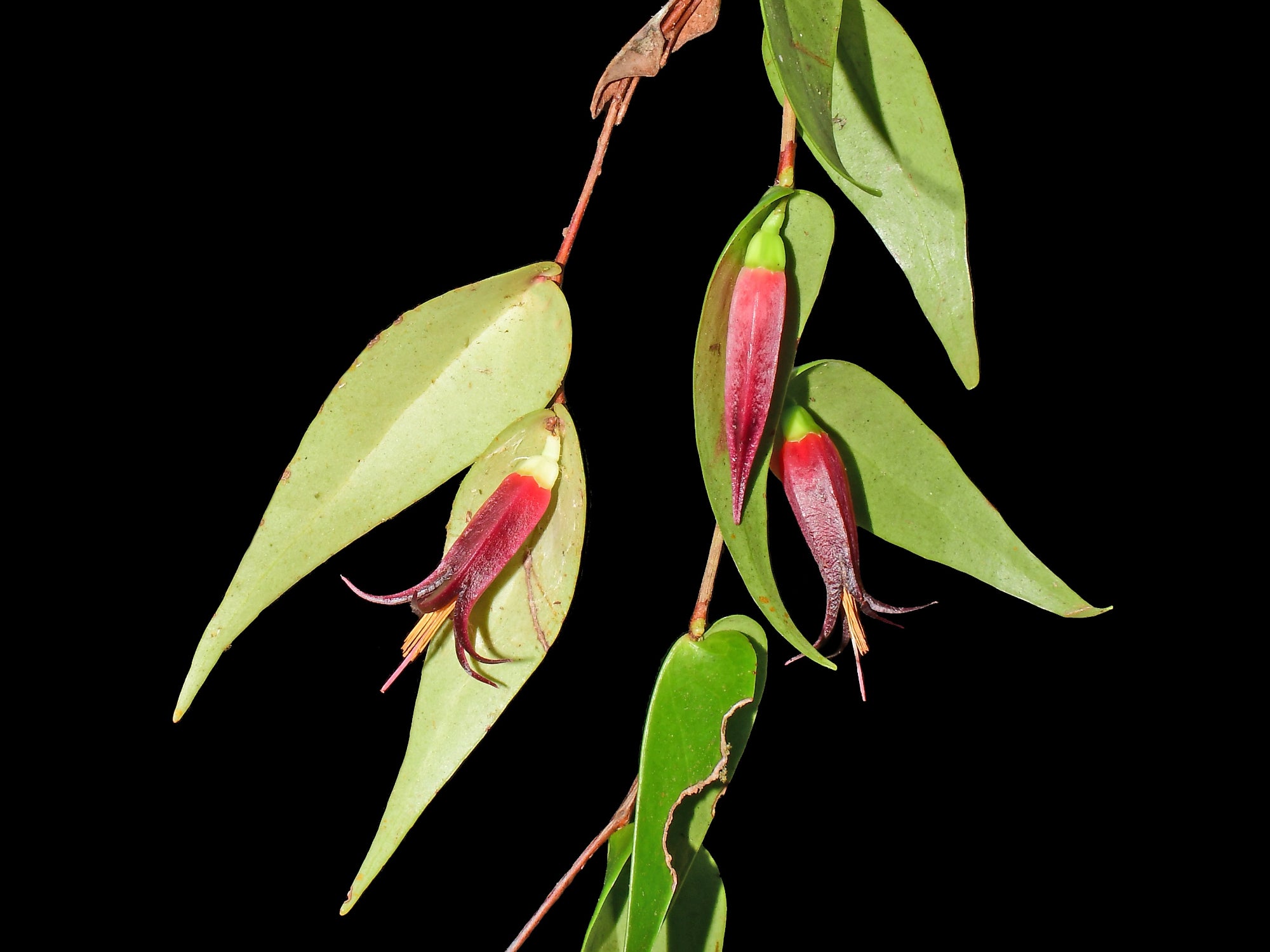 その他観葉植物 Ceratostema alexportillae 1 Ceratostema alexportillae — Ecuagenera Orquídeas del Ecuador