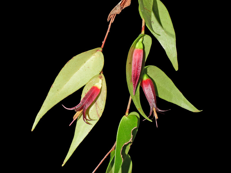 Ceratostema alexportillae