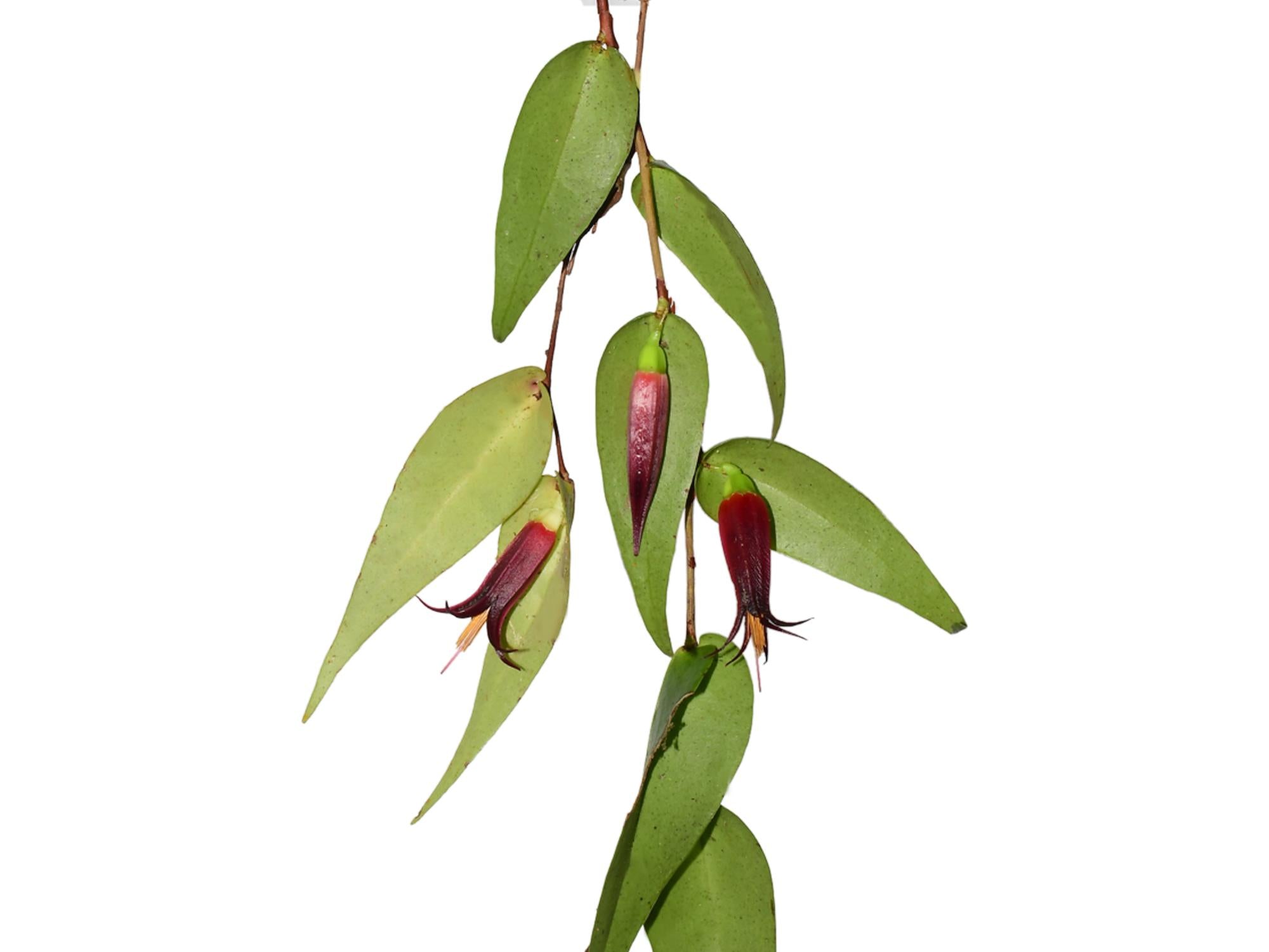 Ceratostema alexportillae — Ecuagenera Orquídeas del Ecuador