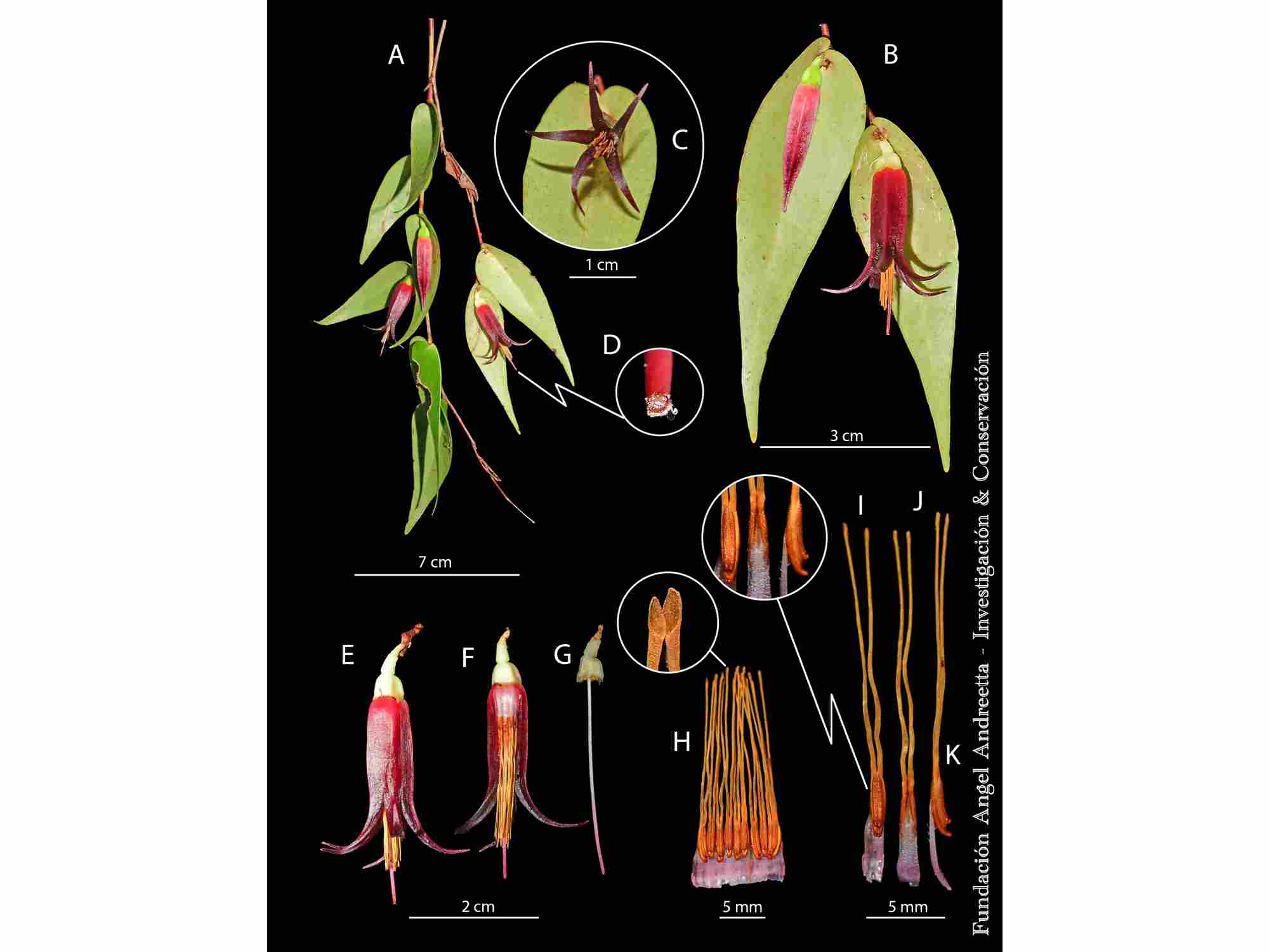 Ceratostema alexportillae — Ecuagenera Orquídeas del Ecuador