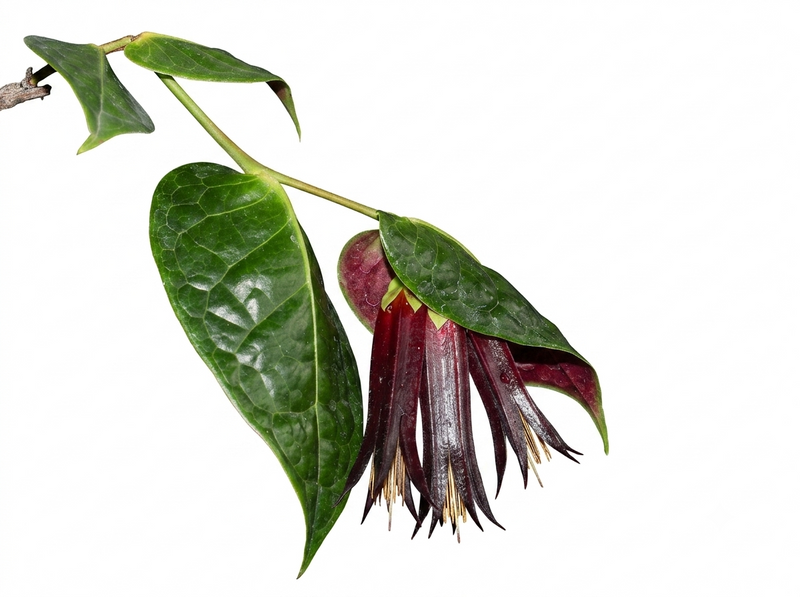 Ceratostema auriculatum