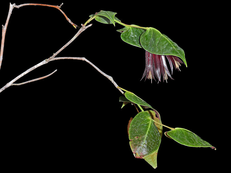 Ceratostema auriculatum