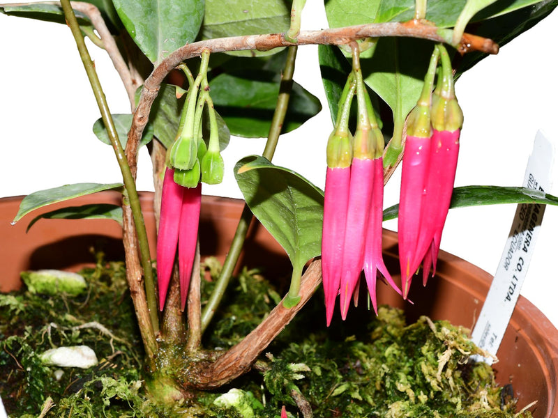 Ceratostema chiaranthum var. ecuagenera