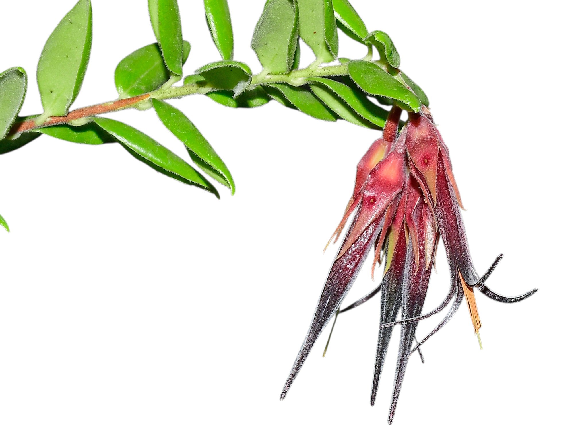 Ceratostema doucettei — Ecuagenera Orquídeas del Ecuador