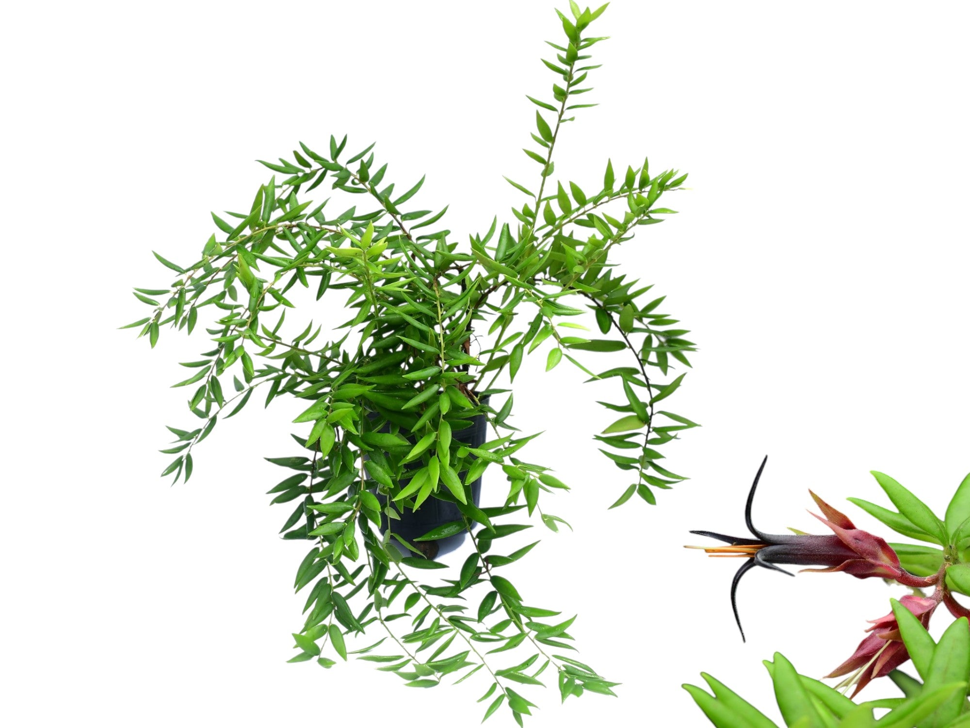 Ceratostema doucettei — Ecuagenera Orquídeas del Ecuador