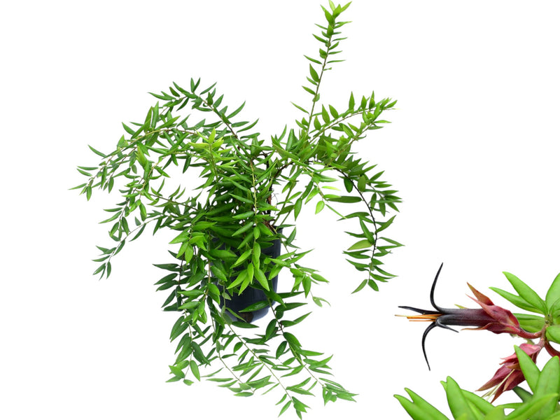 Ceratostema doucettei