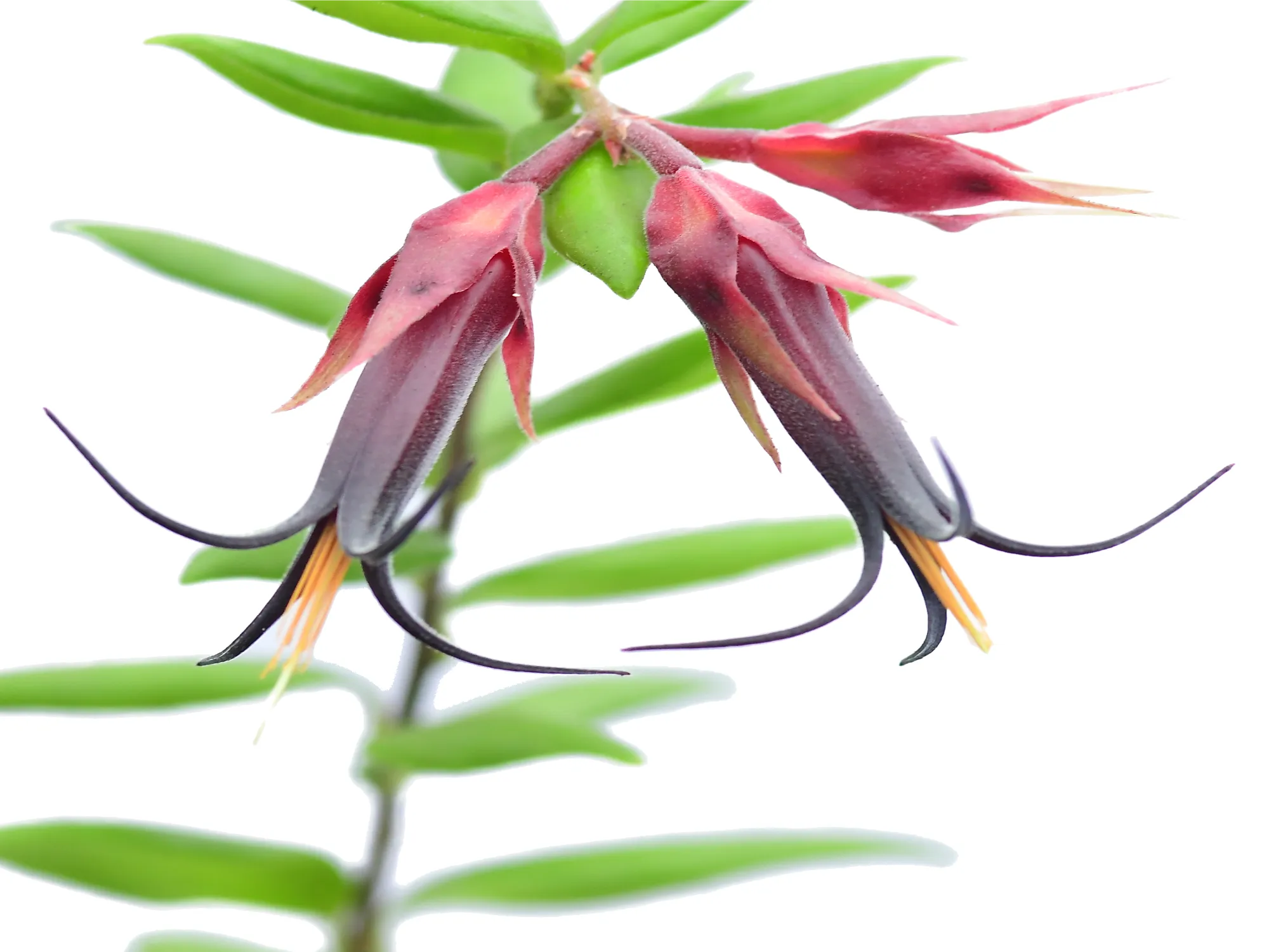 Ceratostema doucettei — Ecuagenera Orquídeas del Ecuador