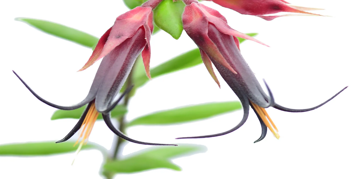 Ceratostema doucettei — Ecuagenera Orquídeas del Ecuador