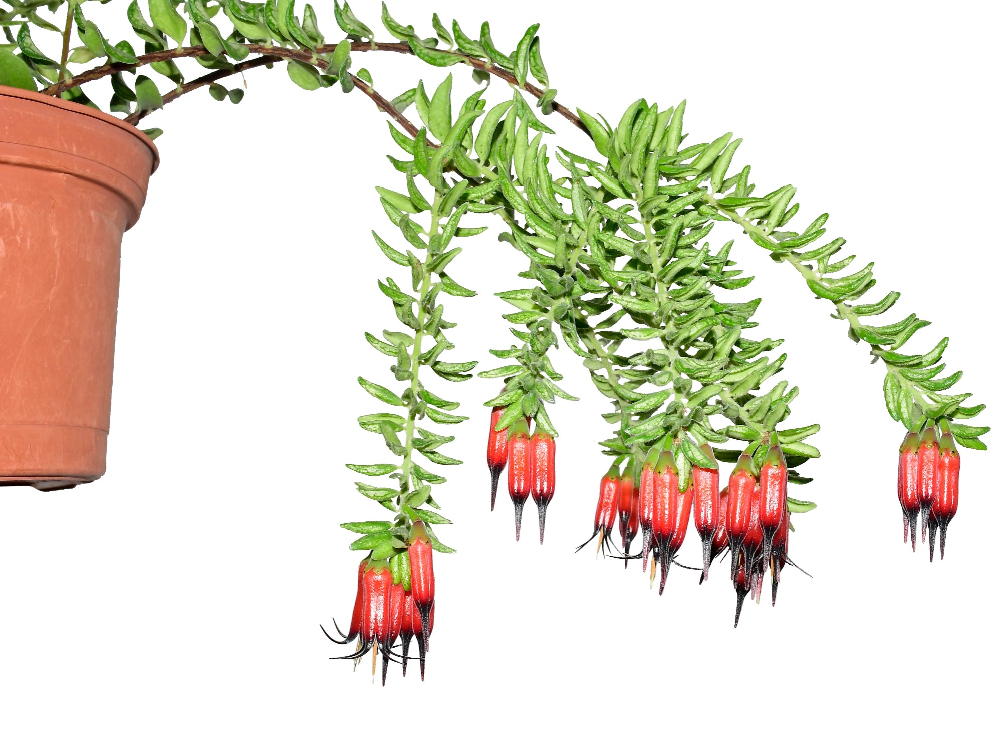 Ceratostema glans