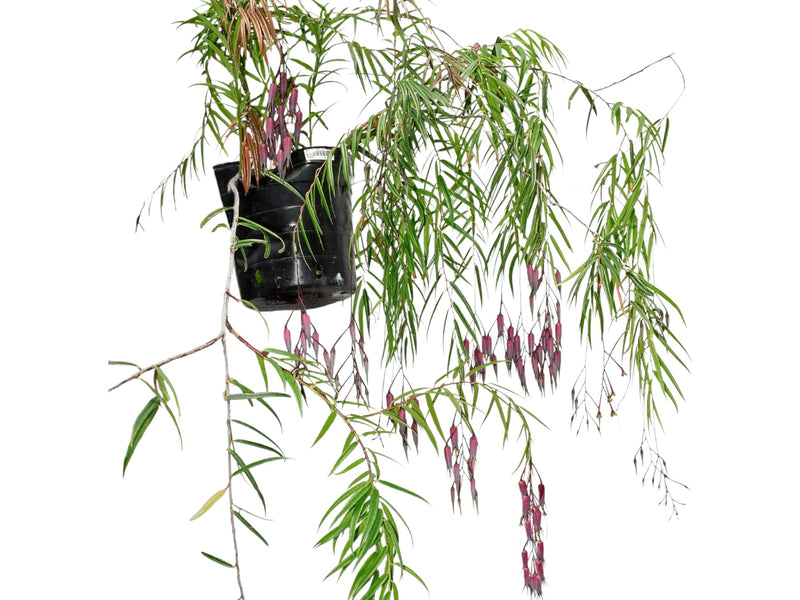 Ceratostema guachizacae