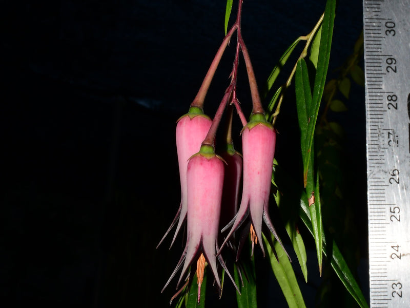 Ceratostema guachizacae