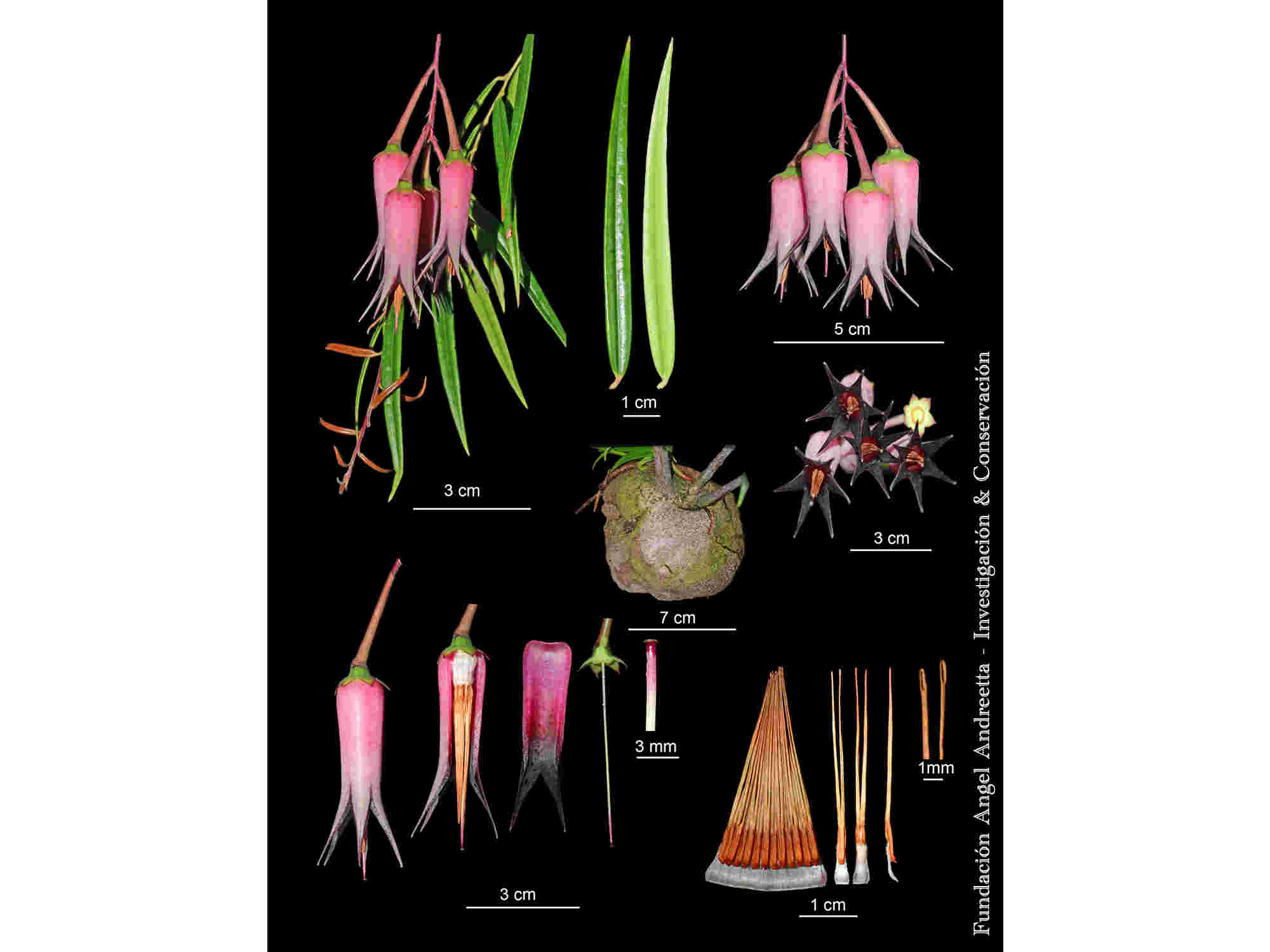 Ceratostema guachizacae — Ecuagenera Orquídeas del Ecuador