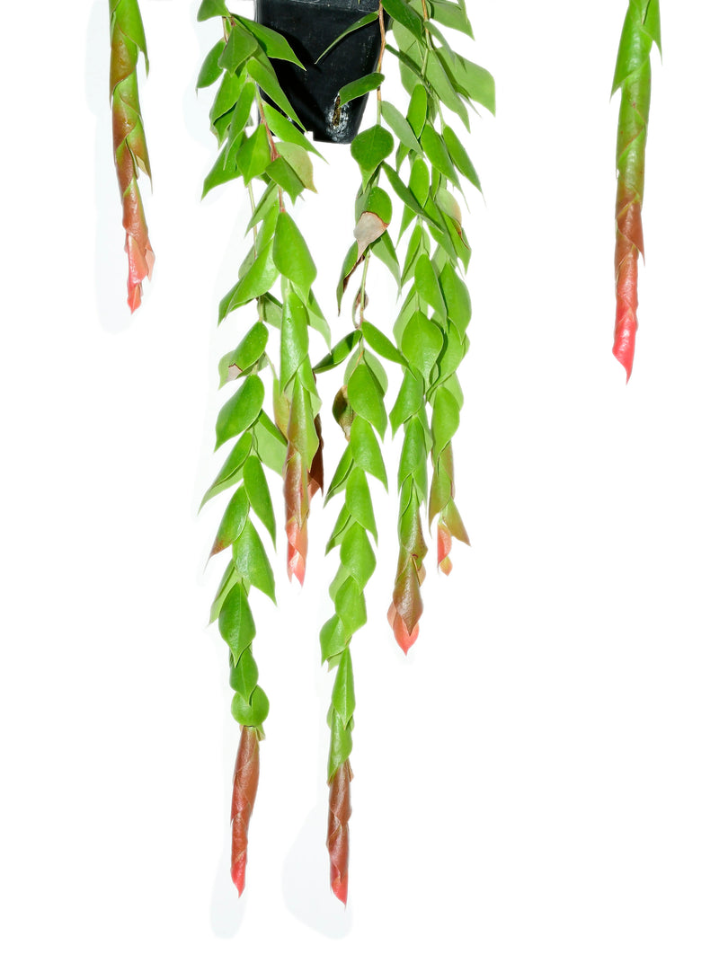 Ceratostema gualaquizensis var. laciniata