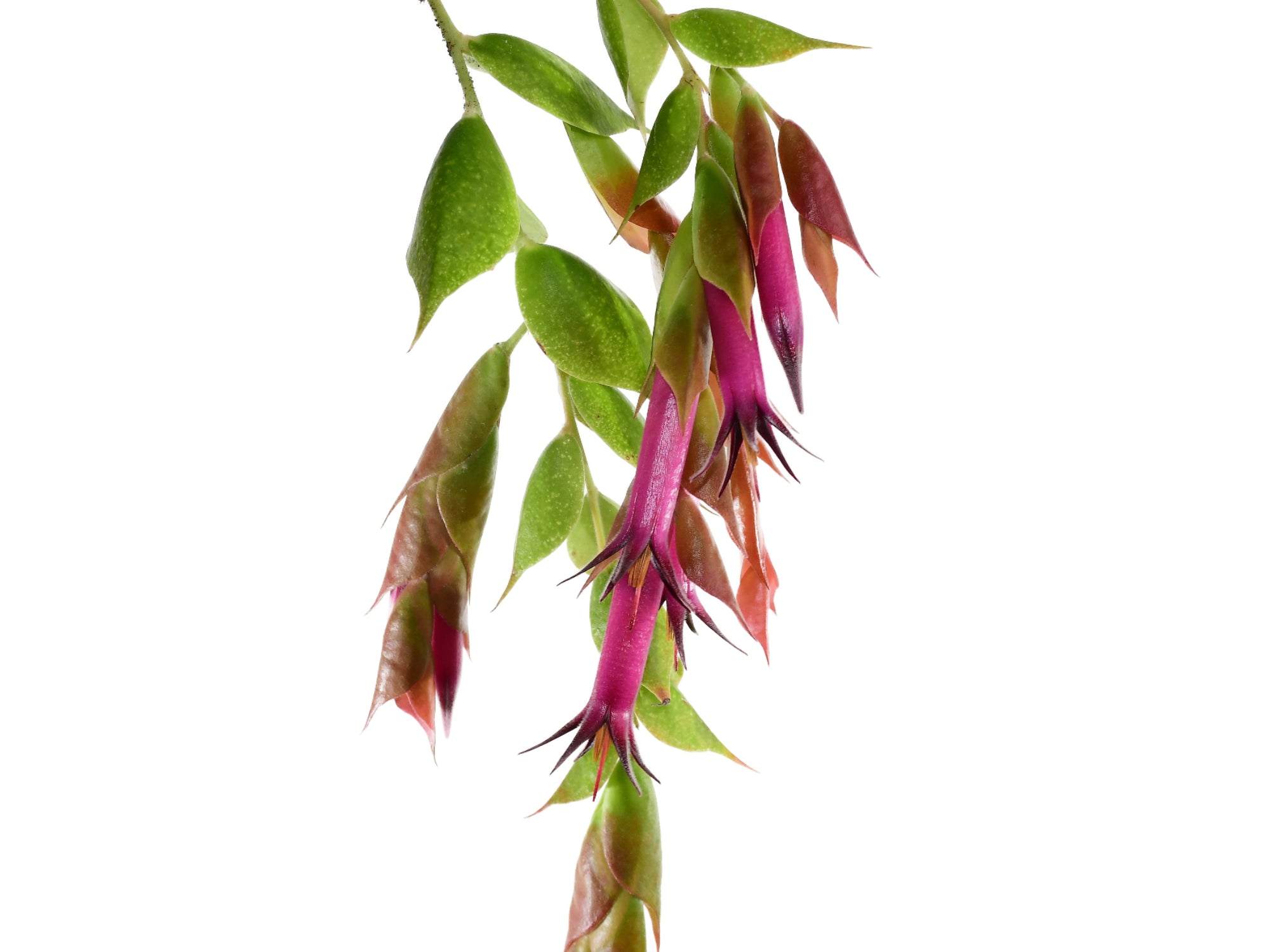 Ceratostema gualaquizensis var. laciniata — Ecuagenera Orquídeas