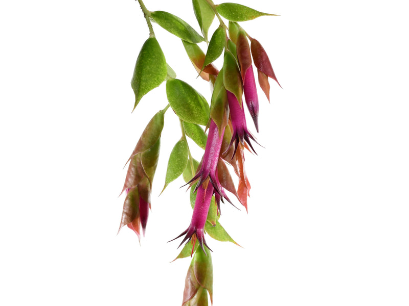 Ceratostema gualaquizensis var. laciniata