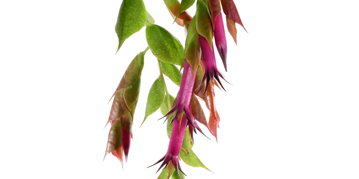 Ceratostema peruviana 挿木1 Ceratostema peruviana 挿木1 Yahoo