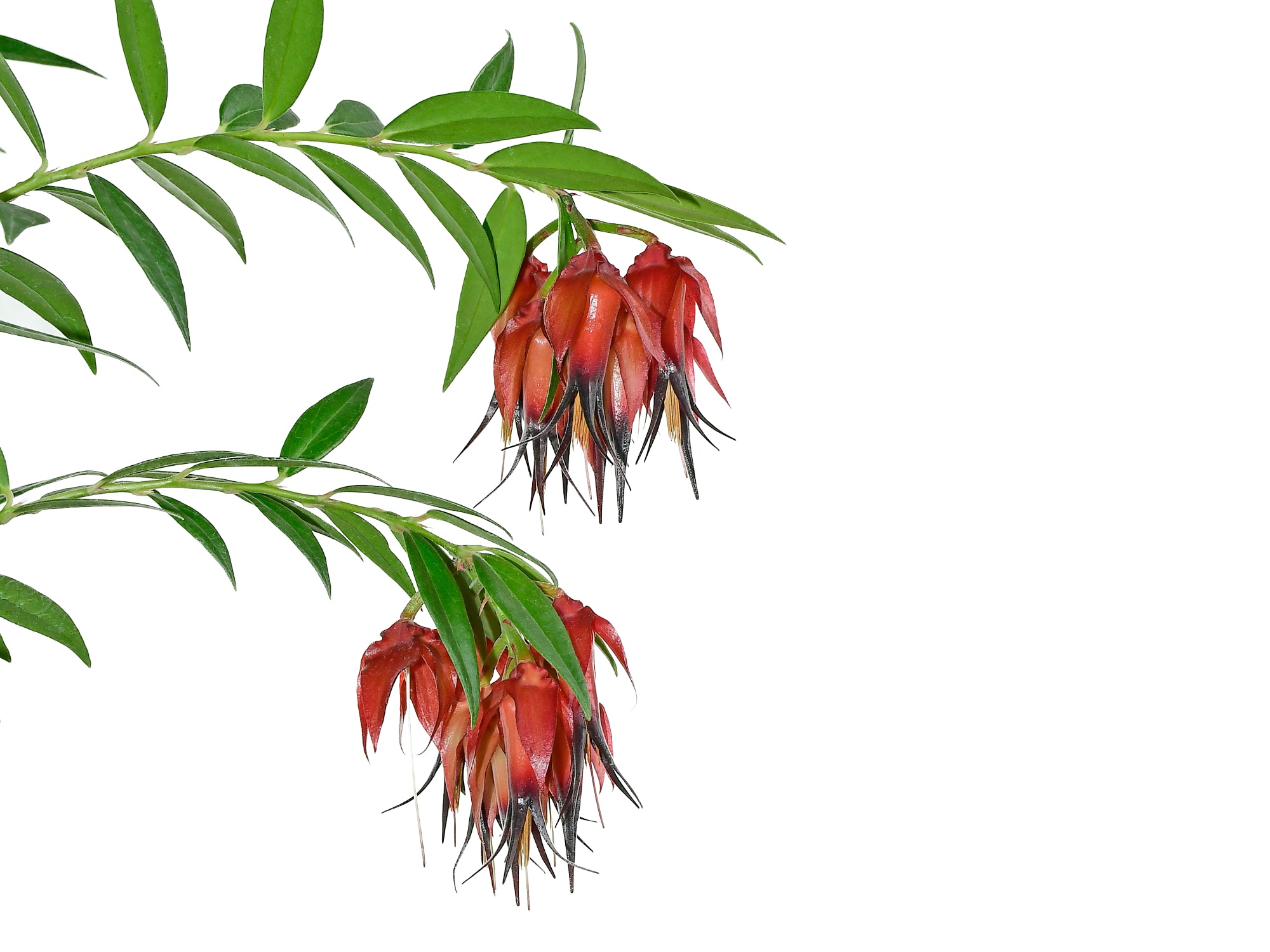 Ceratostema ivanportillae — Ecuagenera Orquídeas del Ecuador