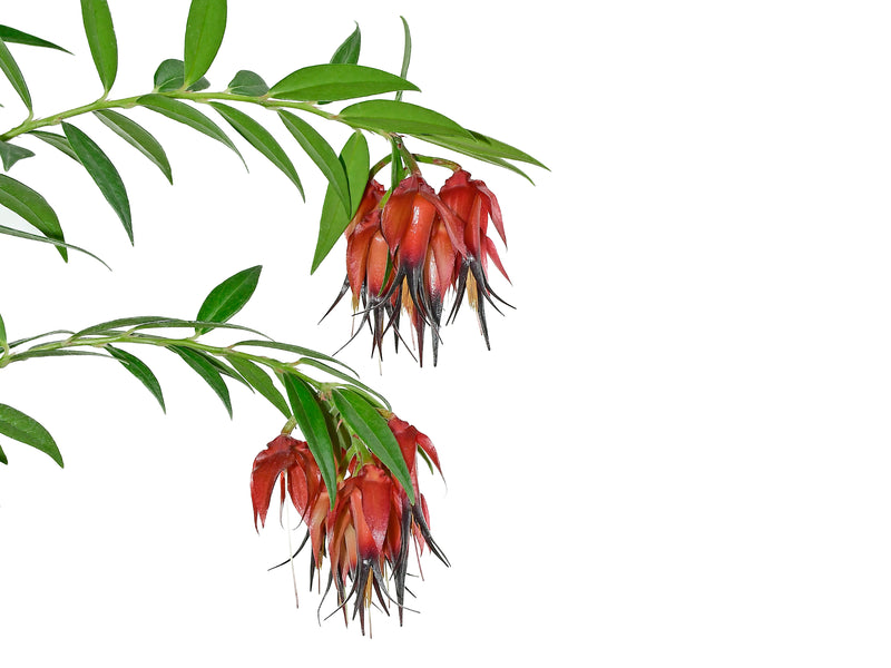 Ceratostema ivanportillae