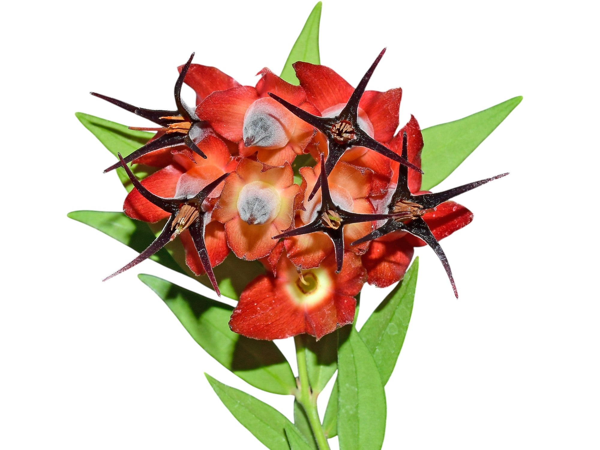 Ceratostema ivanportillae — Ecuagenera Orquídeas del Ecuador