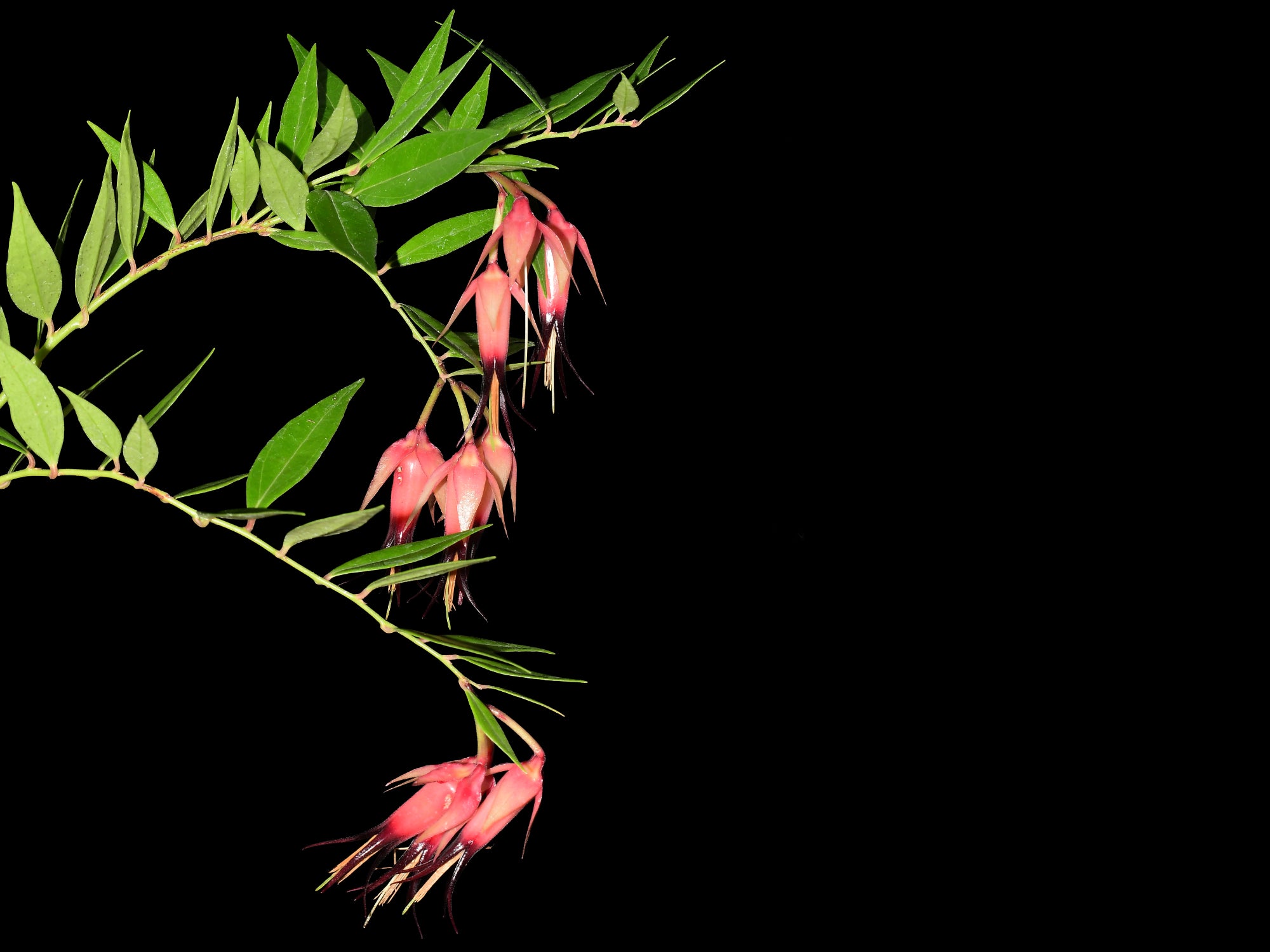 Ceratostema ivanportillae — Ecuagenera Orquídeas del Ecuador