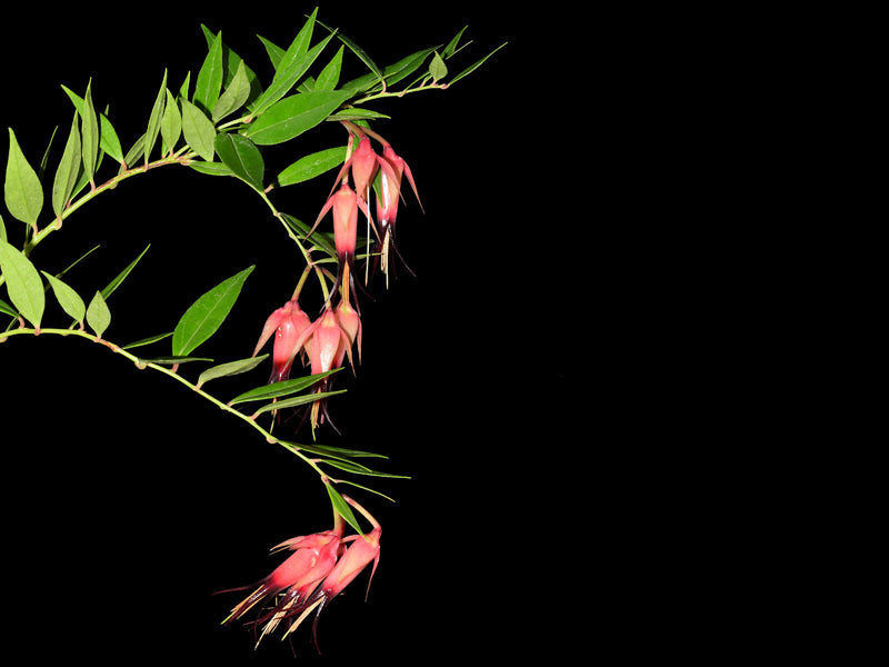 Ceratostema ivanportillae