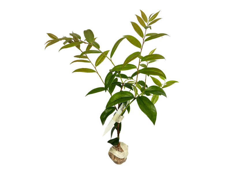 Ceratostema ivanportillae