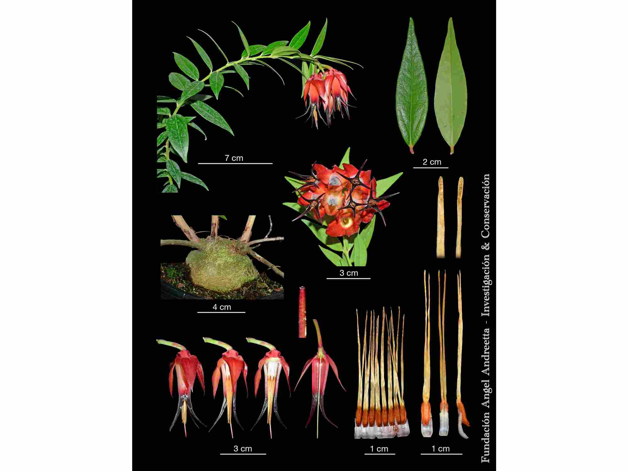 Ceratostema ivanportillae — Ecuagenera Orquídeas del Ecuador