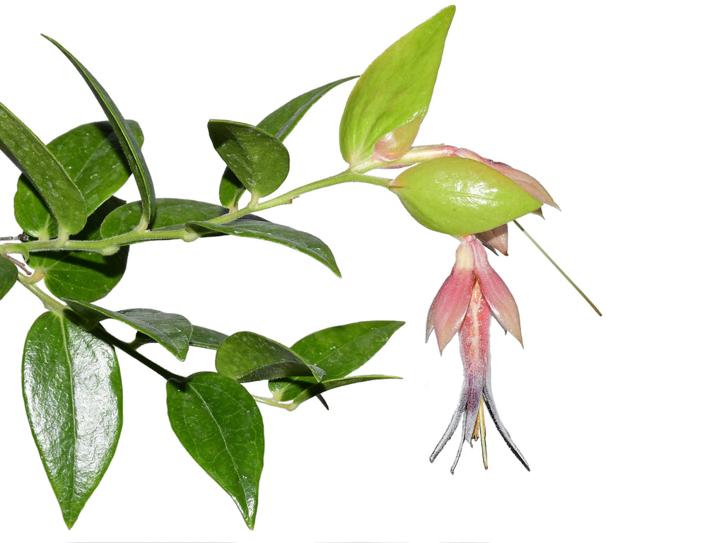 Ceratostema jorgebritoi — Ecuagenera Orquídeas del Ecuador
