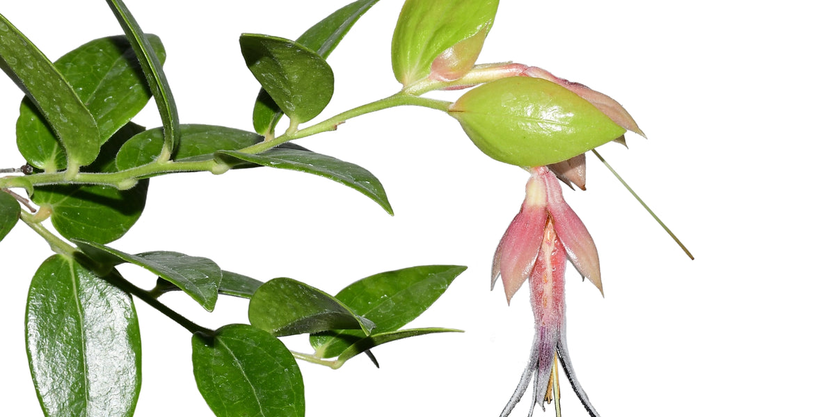 希少着生ツツジ Ceratostema louicianae Ecuador Ceratostema 希少着生ツツジ Ceratostema louicianae Ecuador Ceratostema